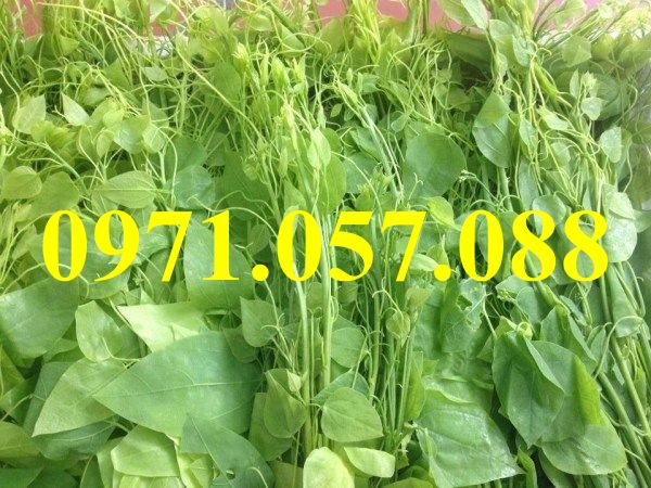 Cây giống bồ khai